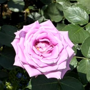 プロフィール画像(バラの花)
